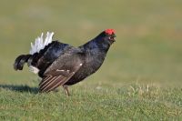 Black Cock 8